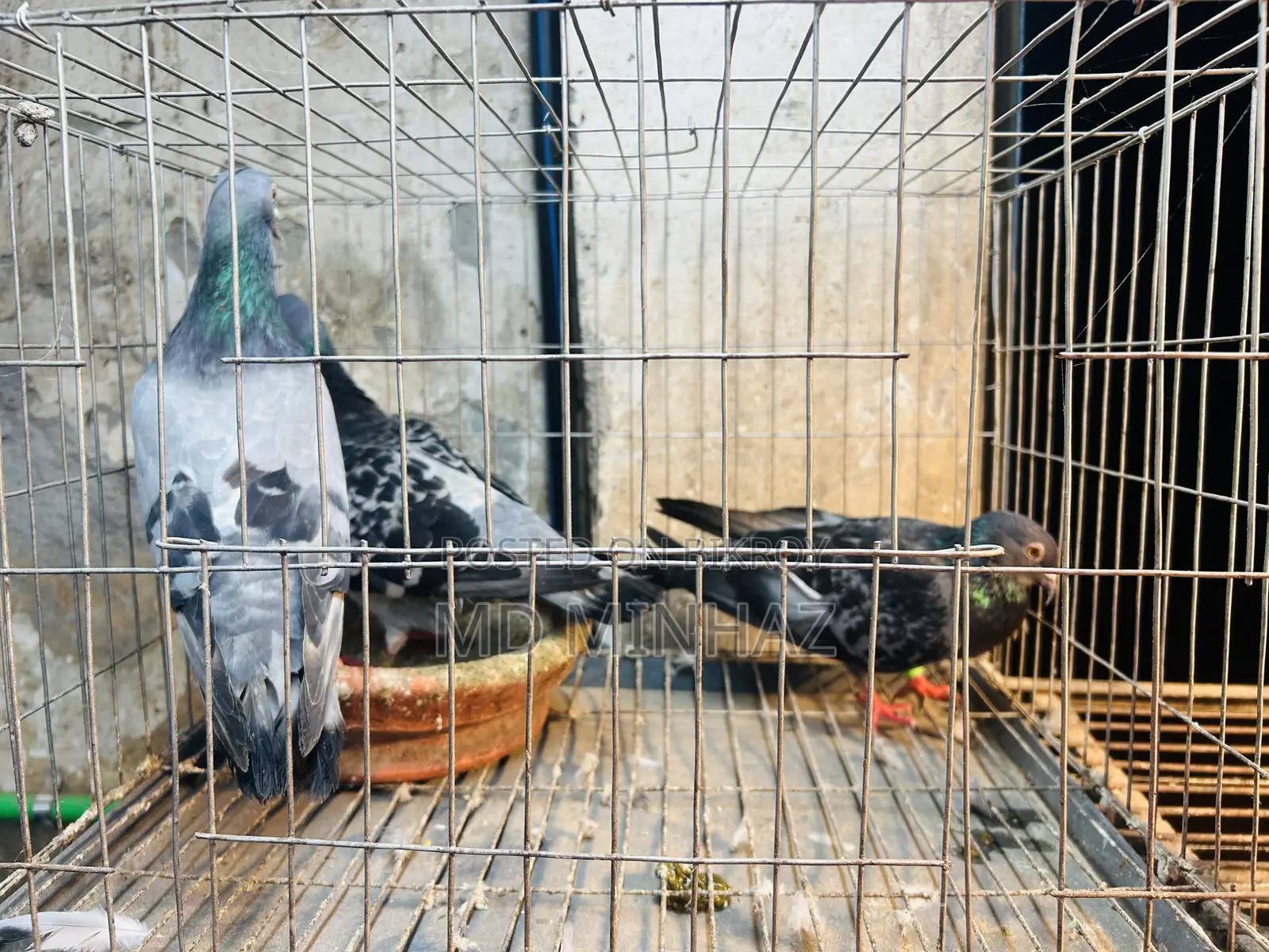 কবুতর রানিং জোড়া