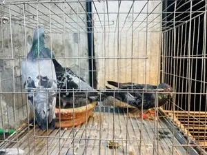 কবুতর রানিং জোড়া