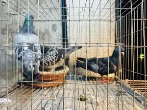 কবুতর রানিং জোড়া