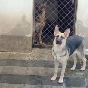 6-12 Months Female Purebred German Shepherd