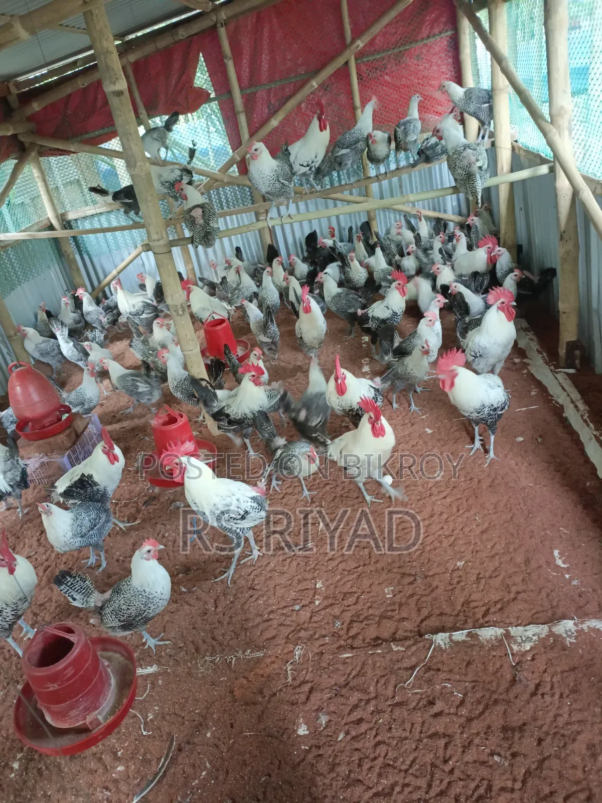 Laying Fayoumi Hens