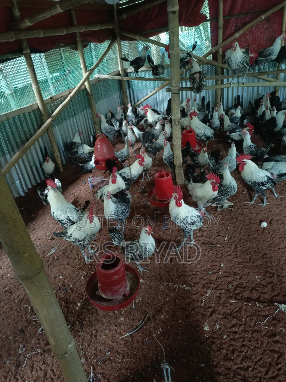 Laying Fayoumi Hens