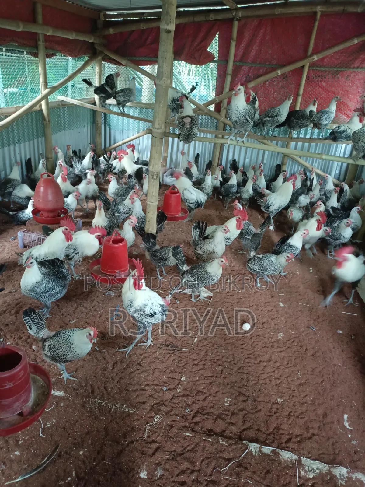 Laying Fayoumi Hens