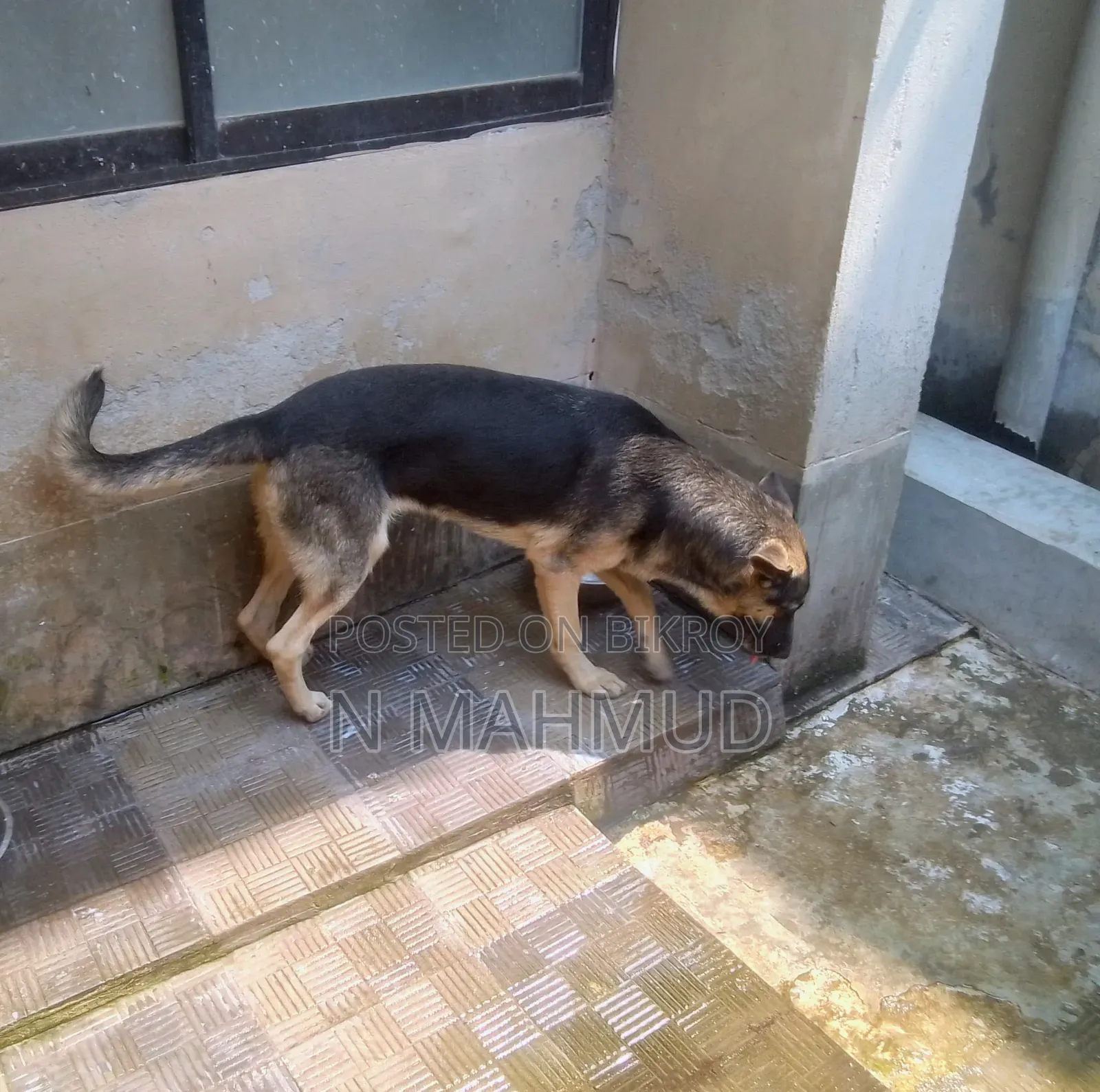 6-12 Months Female Purebred German Shepherd