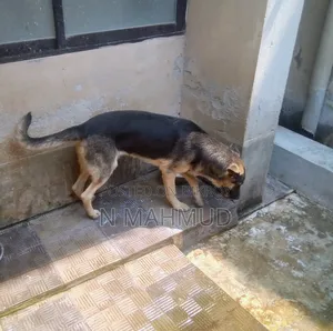 6-12 Months Female Purebred German Shepherd