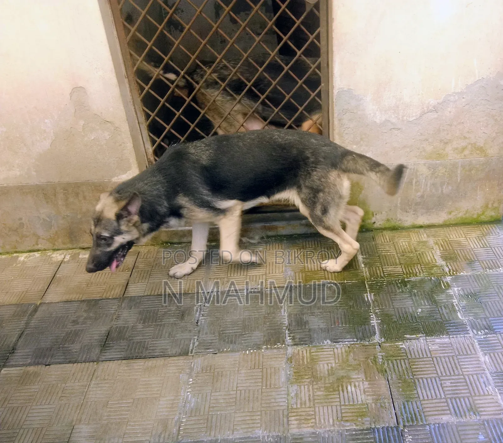 6-12 Months Female Purebred German Shepherd