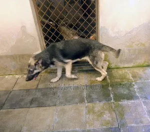 6-12 Months Female Purebred German Shepherd