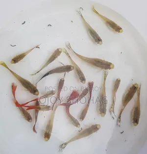 Guppy Fish