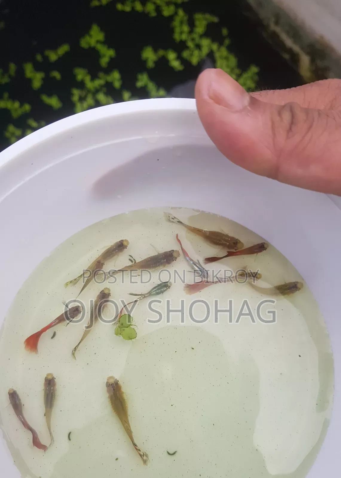 Guppy Fish
