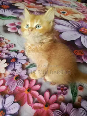 1-3 Months Male Purebred Persian