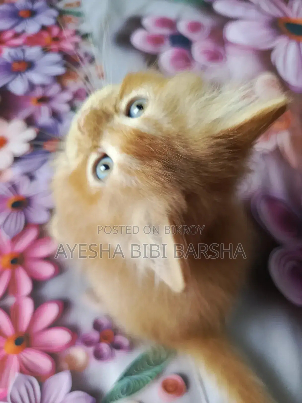 1-3 Months Male Purebred Persian