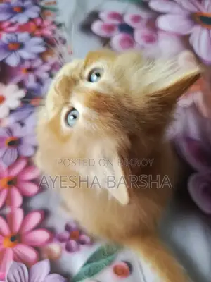 1-3 months Male Purebred Persian