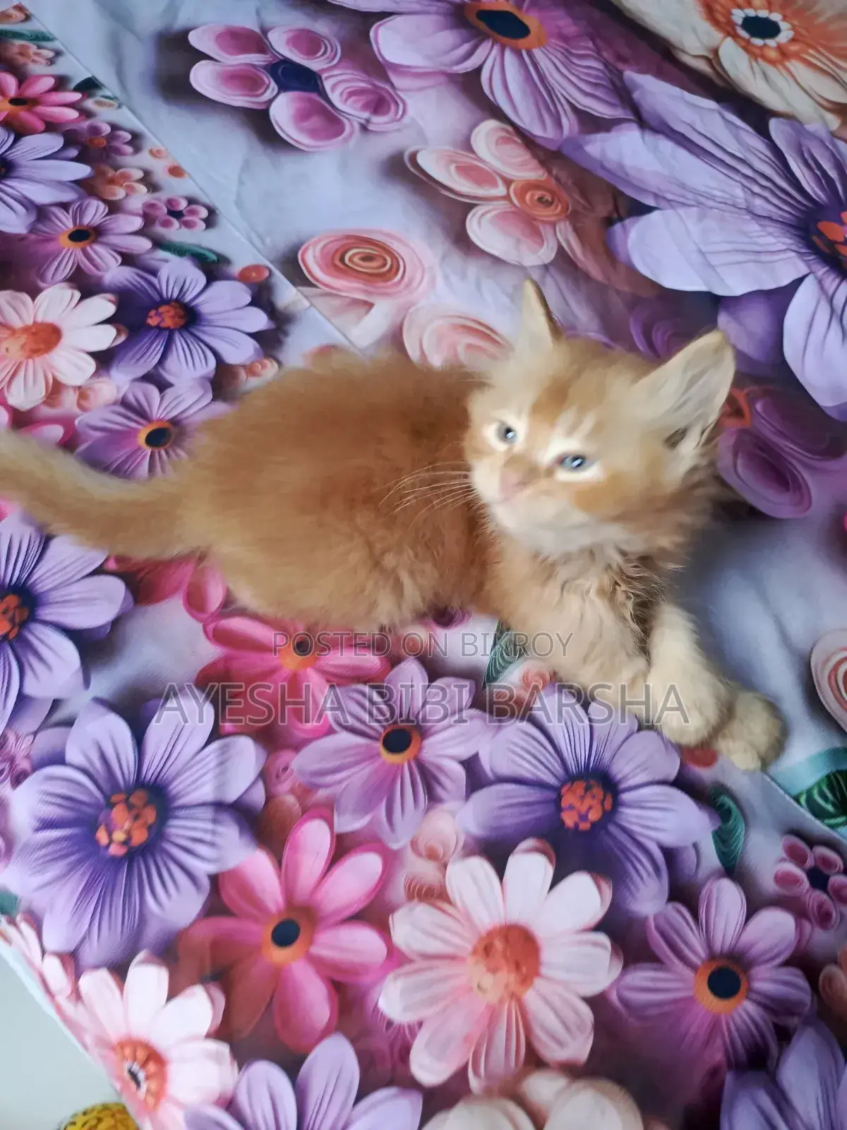 1-3 Months Male Purebred Persian