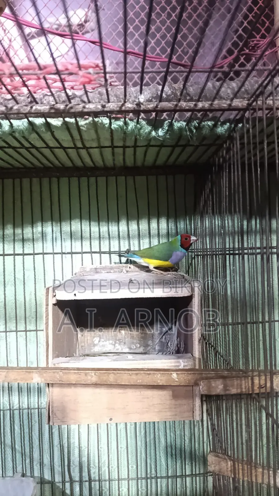 Gouldian Finch Male
