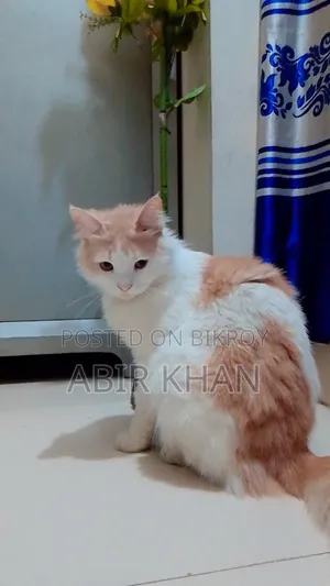 ১+ বছরের পুরুষ মিক্সড ব্রিড পার্সিয়ান