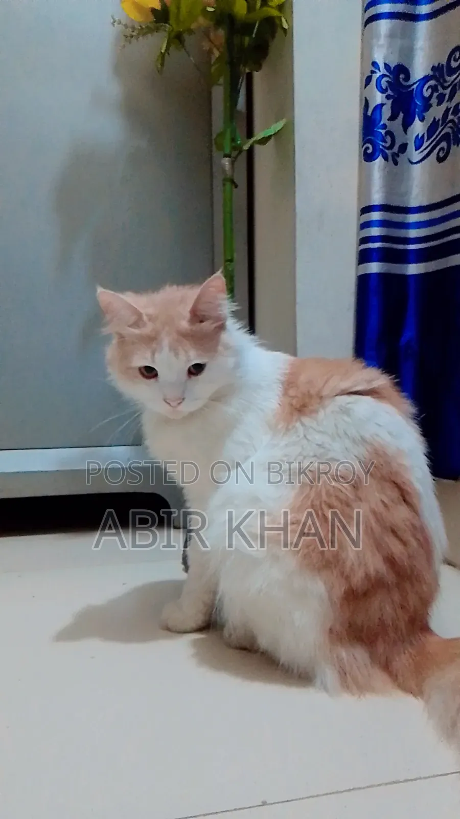 ১+ বছরের পুরুষ মিক্সড ব্রিড পার্সিয়ান