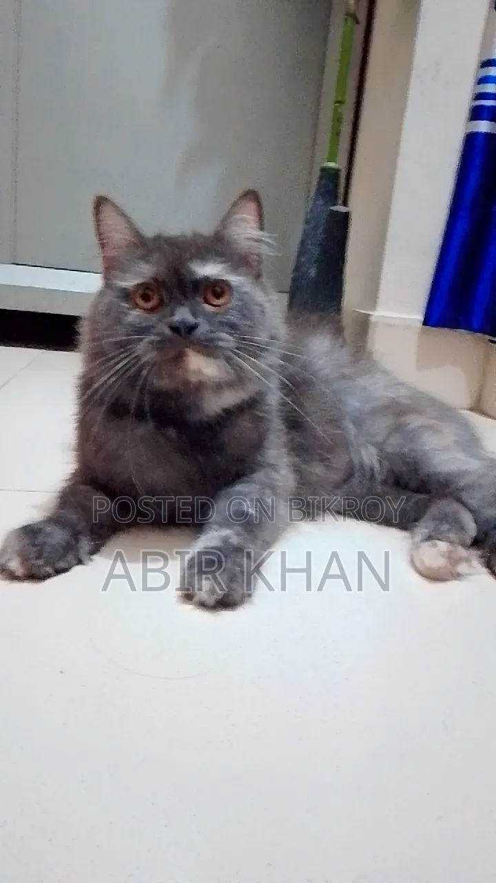 ১+ বছরের পুরুষ মিক্সড ব্রিড পার্সিয়ান