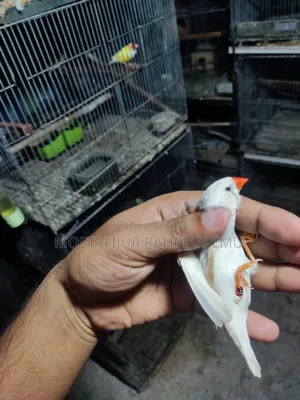 জেব্রা ফিঞ্চ