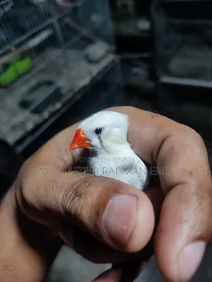 জেব্রা ফিঞ্চ