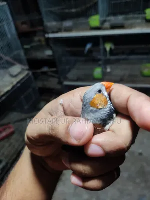 জেব্রা ফিঞ্চ