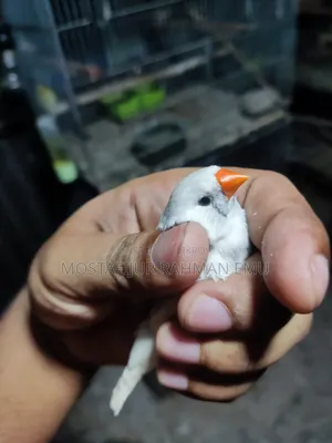 জেব্রা ফিঞ্চ