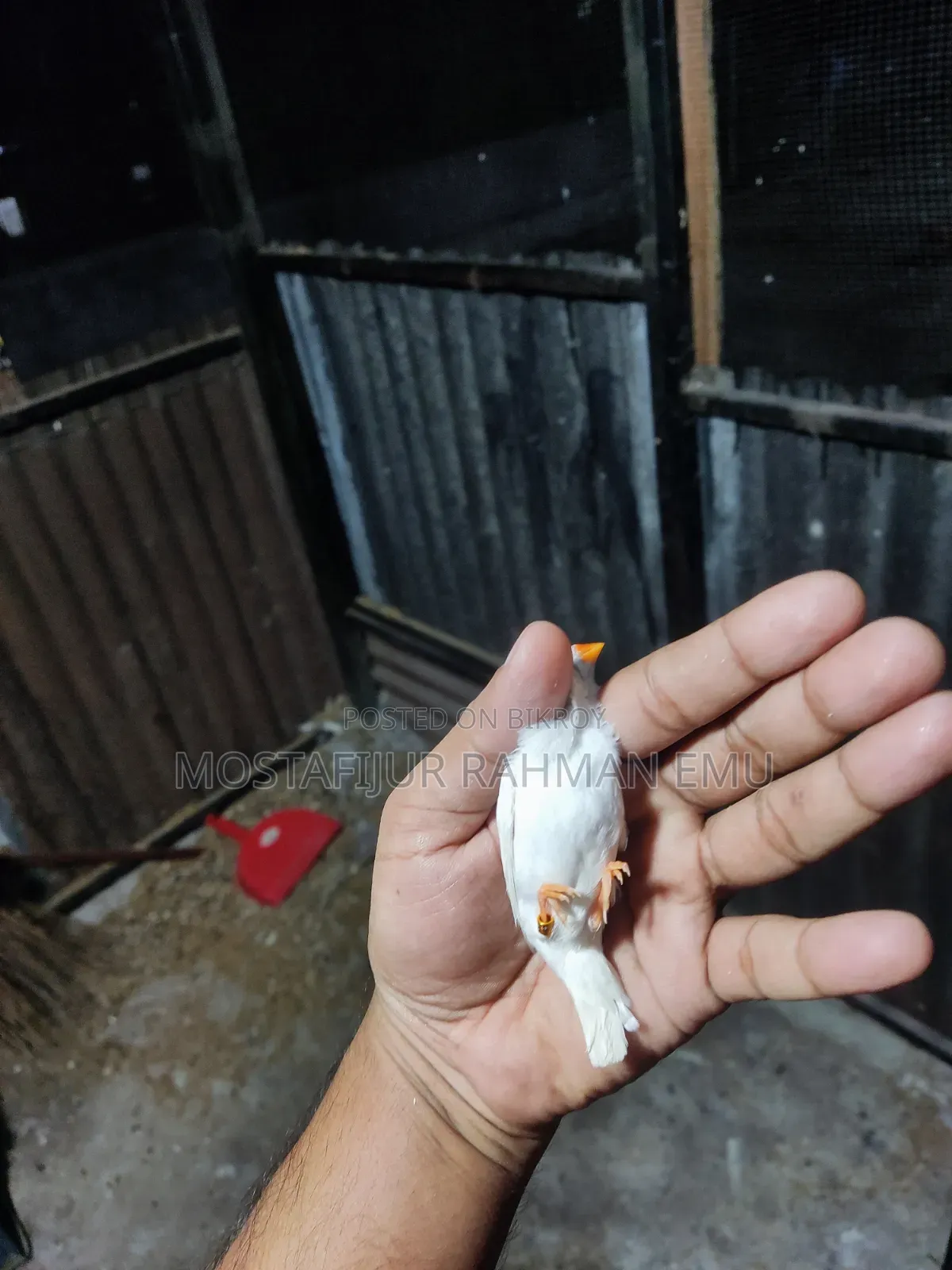 জেব্রা ফিঞ্চ