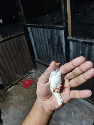 জেব্রা ফিঞ্চ