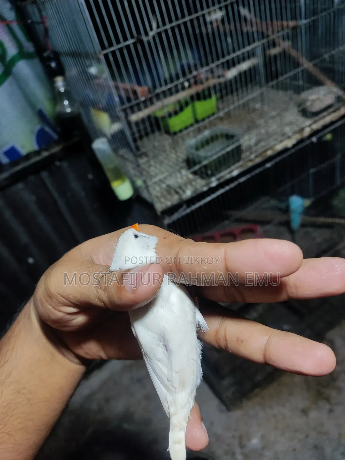 জেব্রা ফিঞ্চ