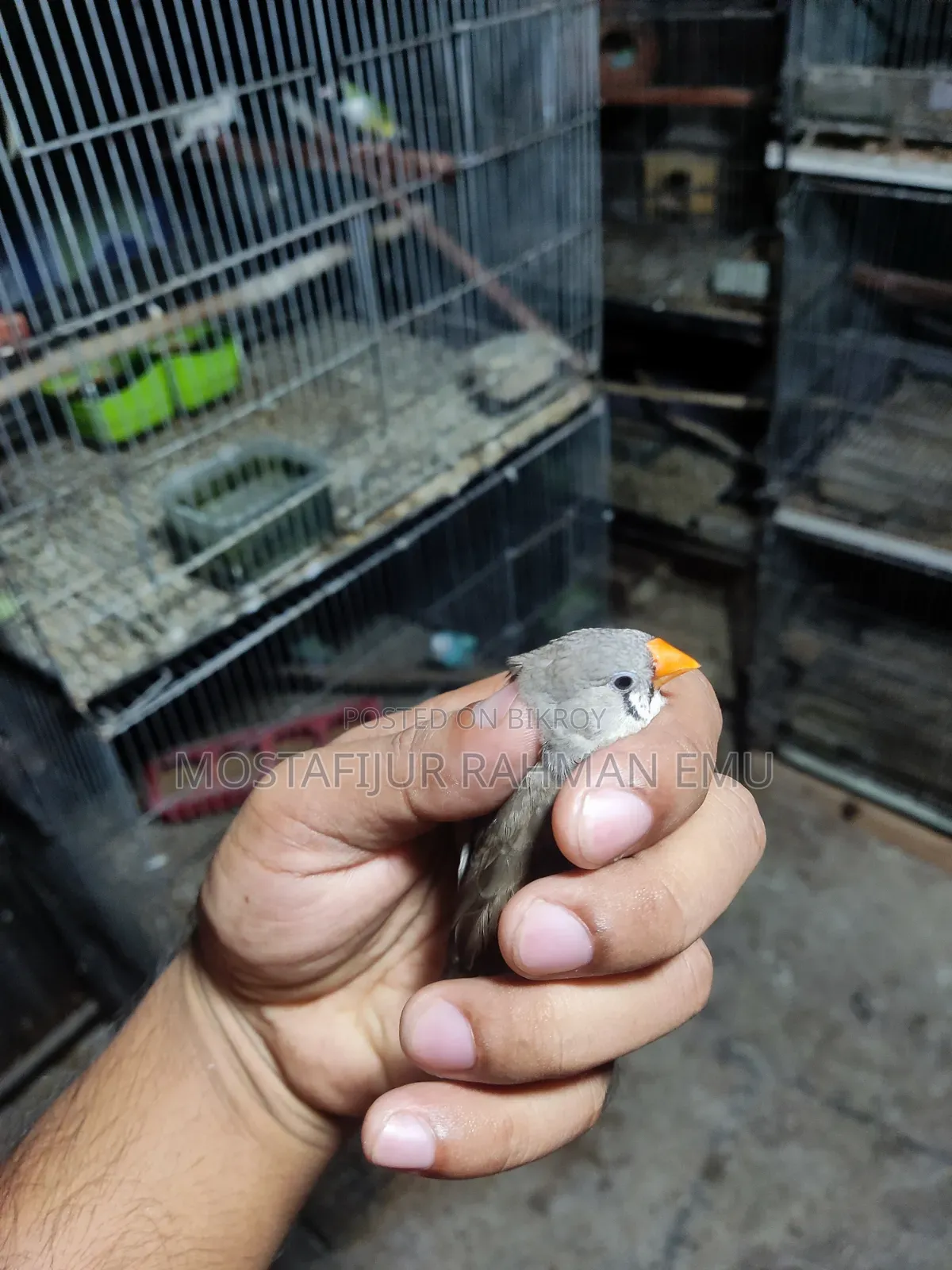 জেব্রা ফিঞ্চ