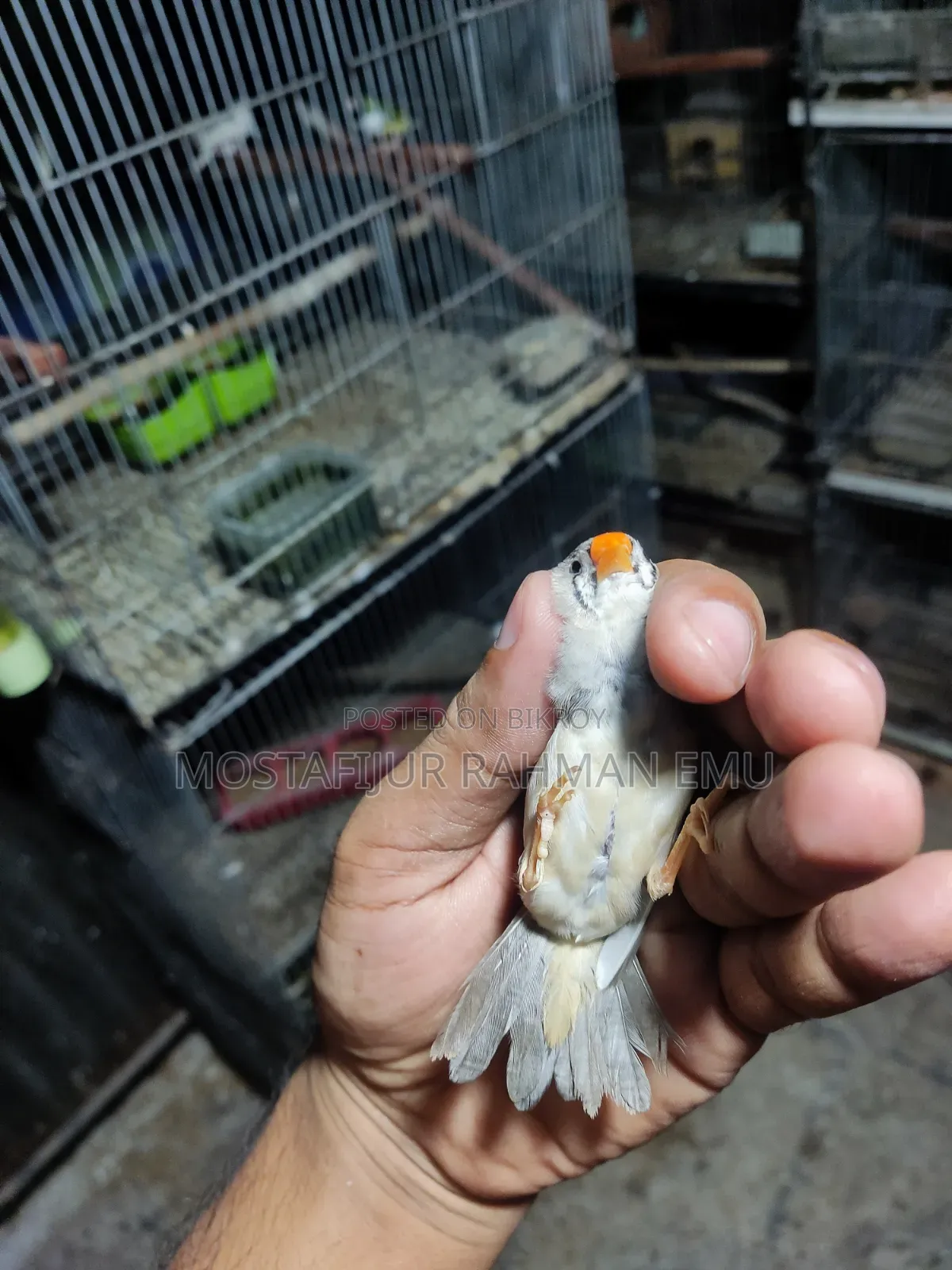 জেব্রা ফিঞ্চ