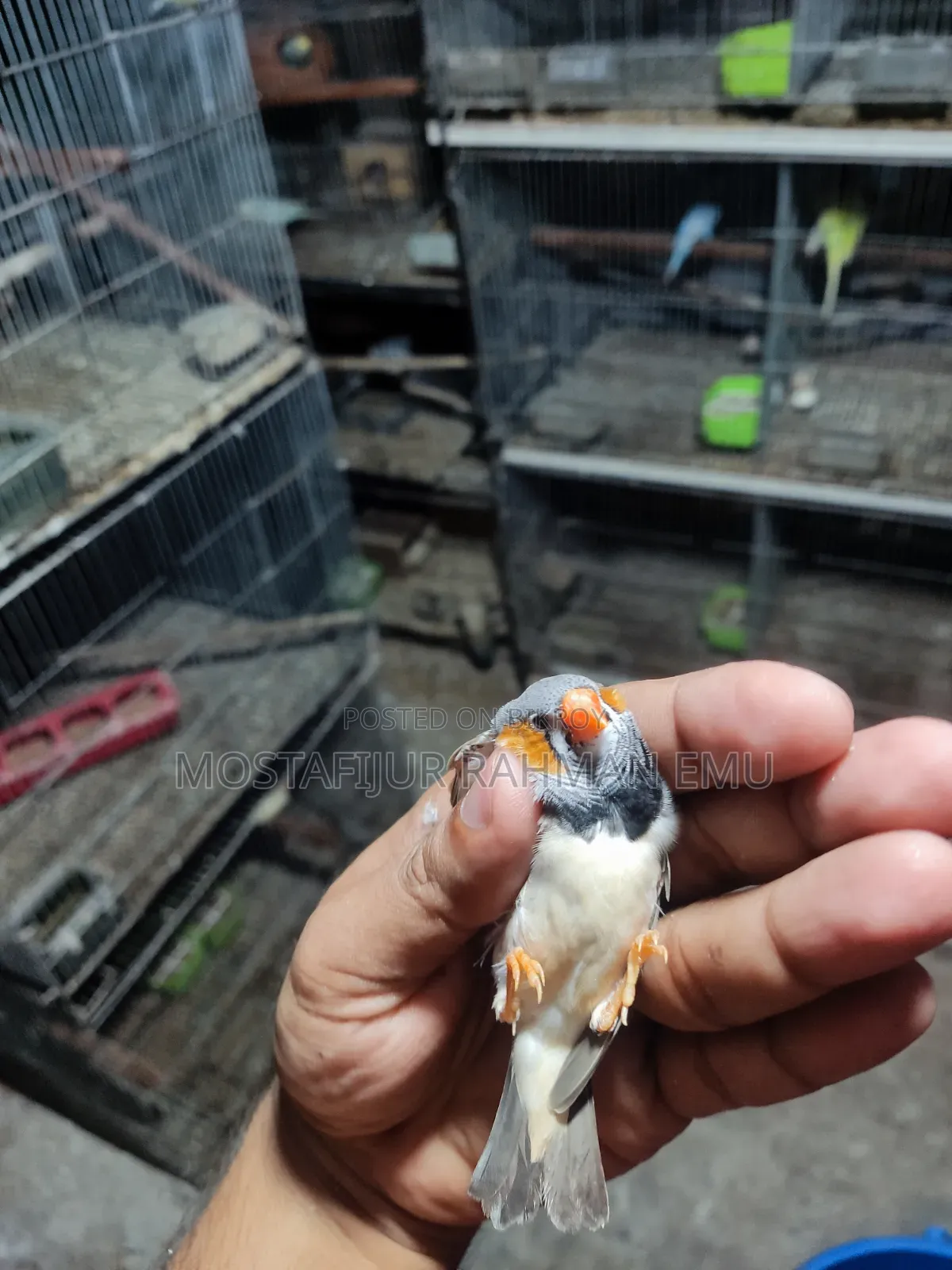 জেব্রা ফিঞ্চ