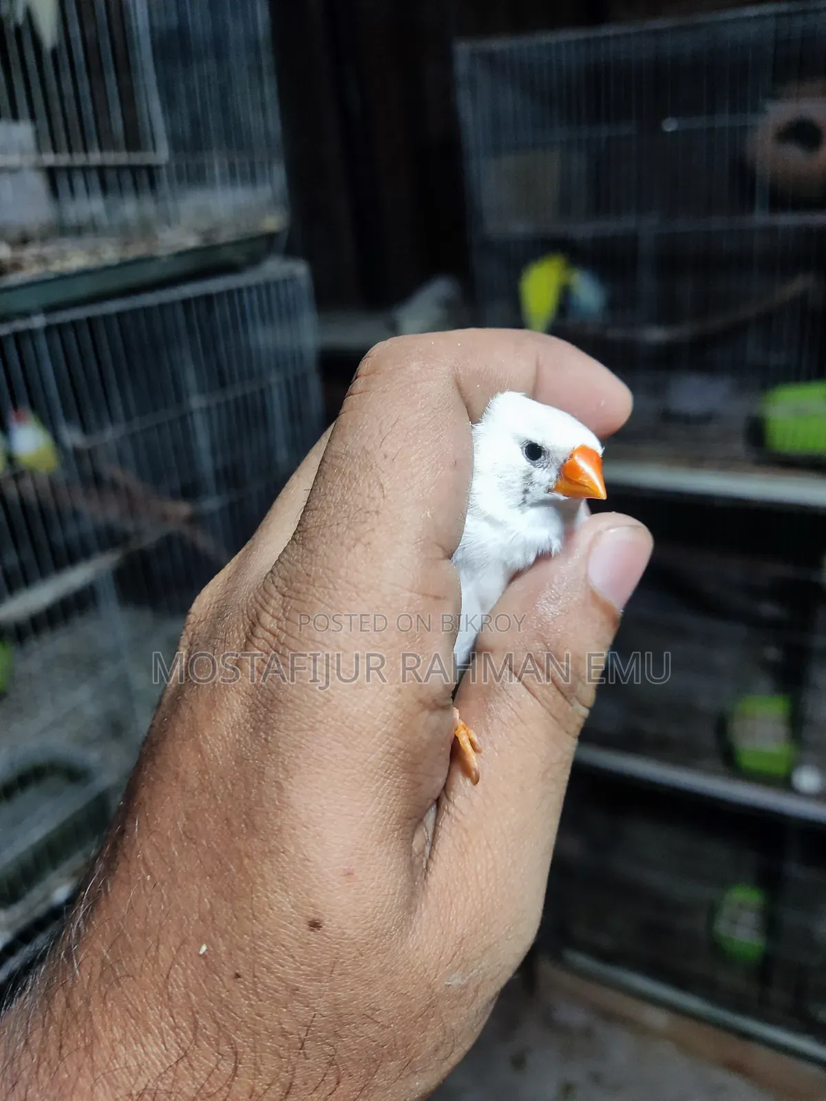 জেব্রা ফিঞ্চ