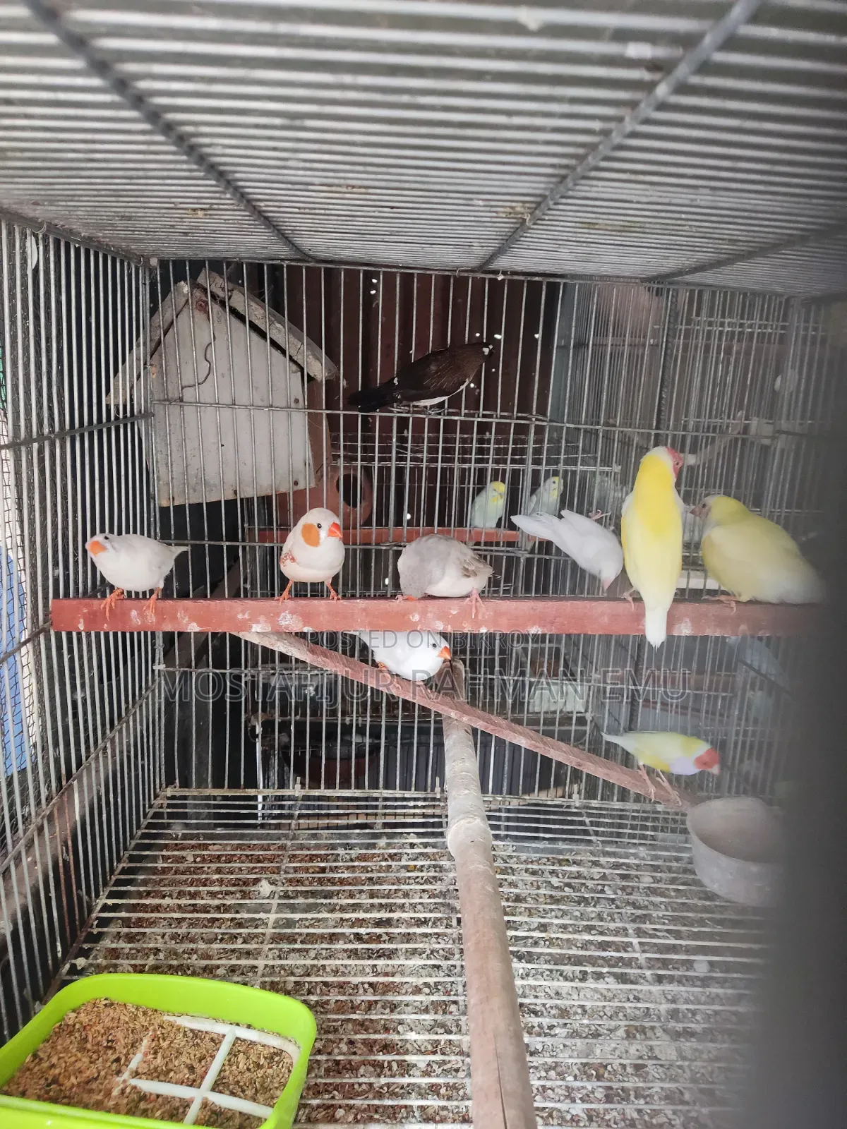 জেব্রা ফিঞ্চ