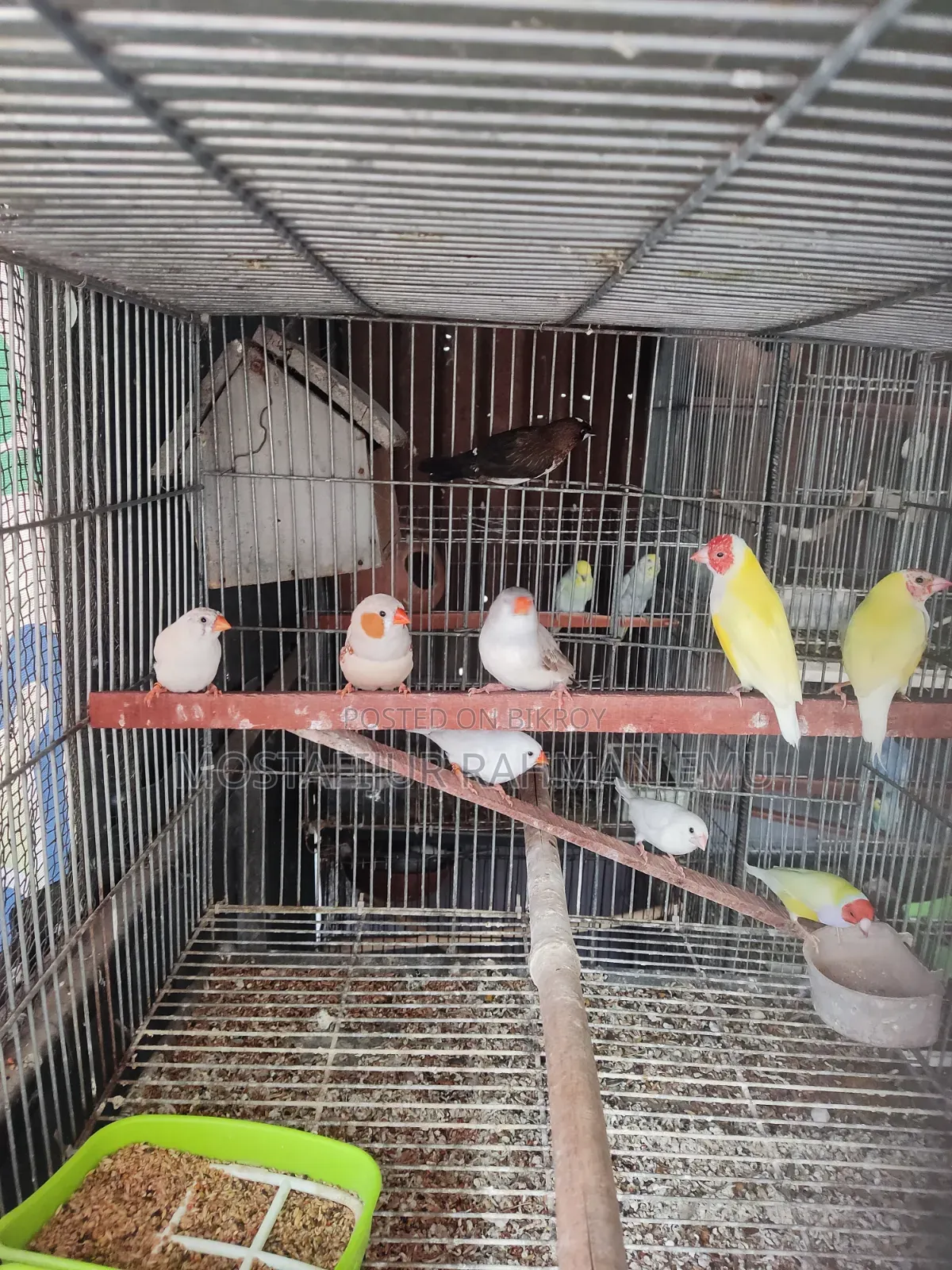 জেব্রা ফিঞ্চ