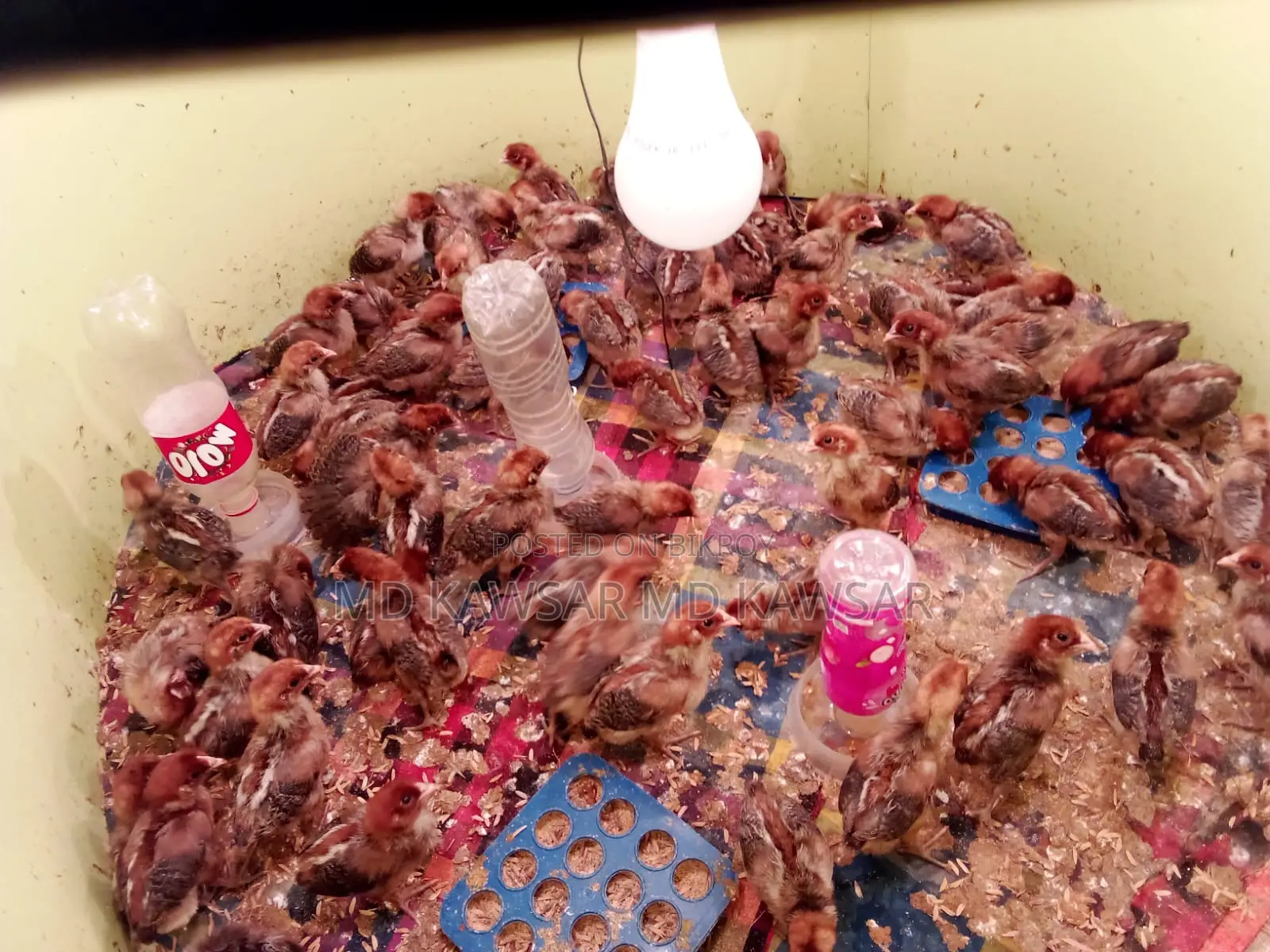High-Quality Egyptian Fayoumi Chickens and Chicks - Sonagazi, Feni