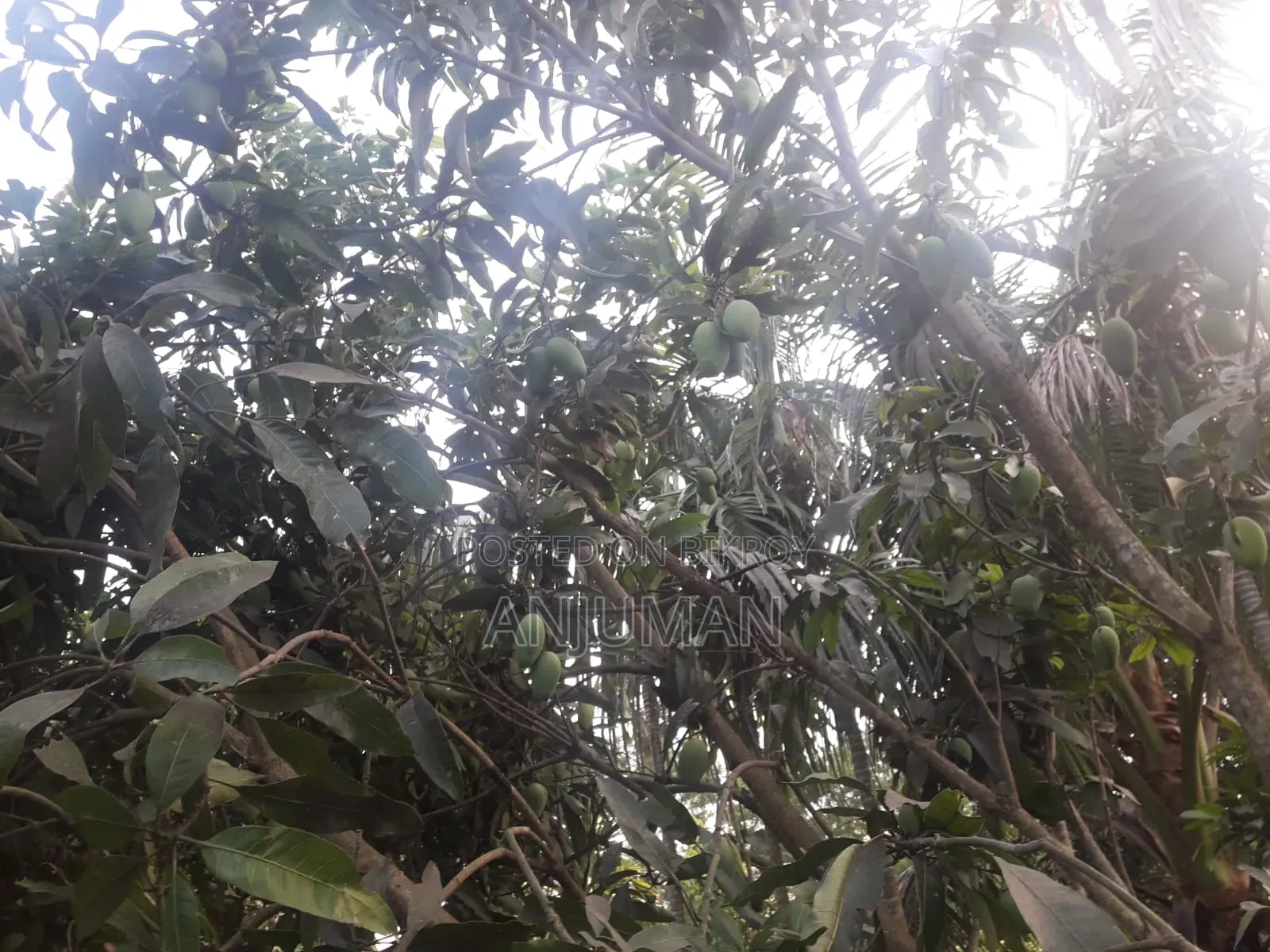 Mangoes for Sell