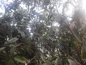 Mangoes for Sell