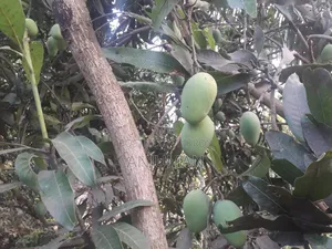 Mangoes for Sell