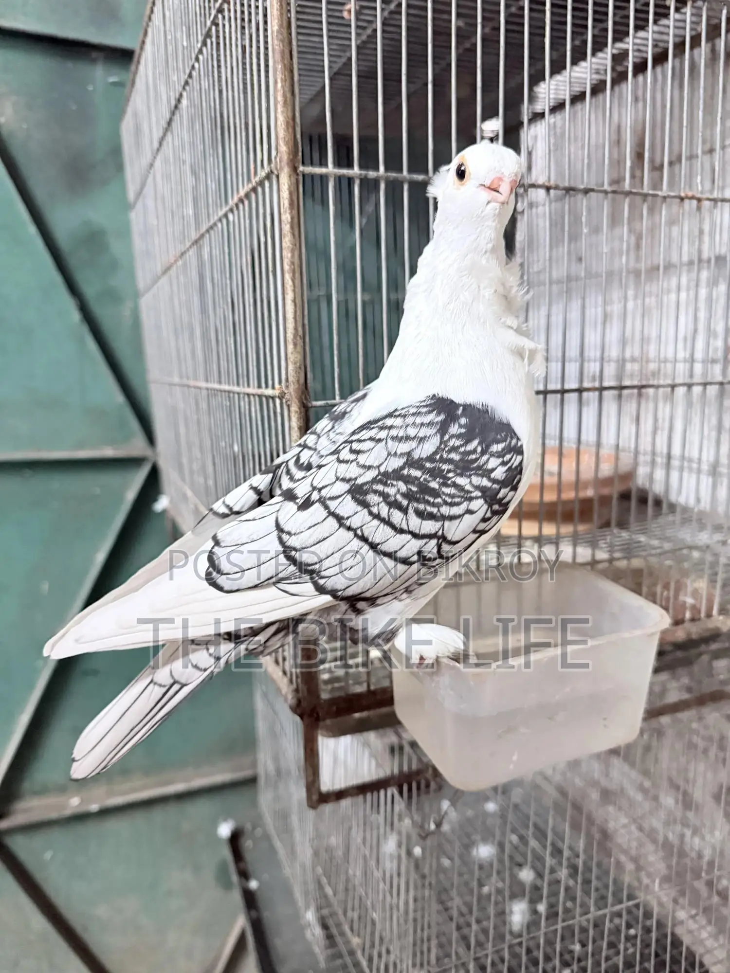 ক্লাসিক ব্ল্যাকলেস স্যাটিনেট