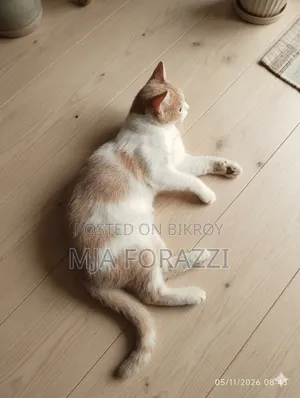 1+ Year Female Mixed Breed Persian Cat