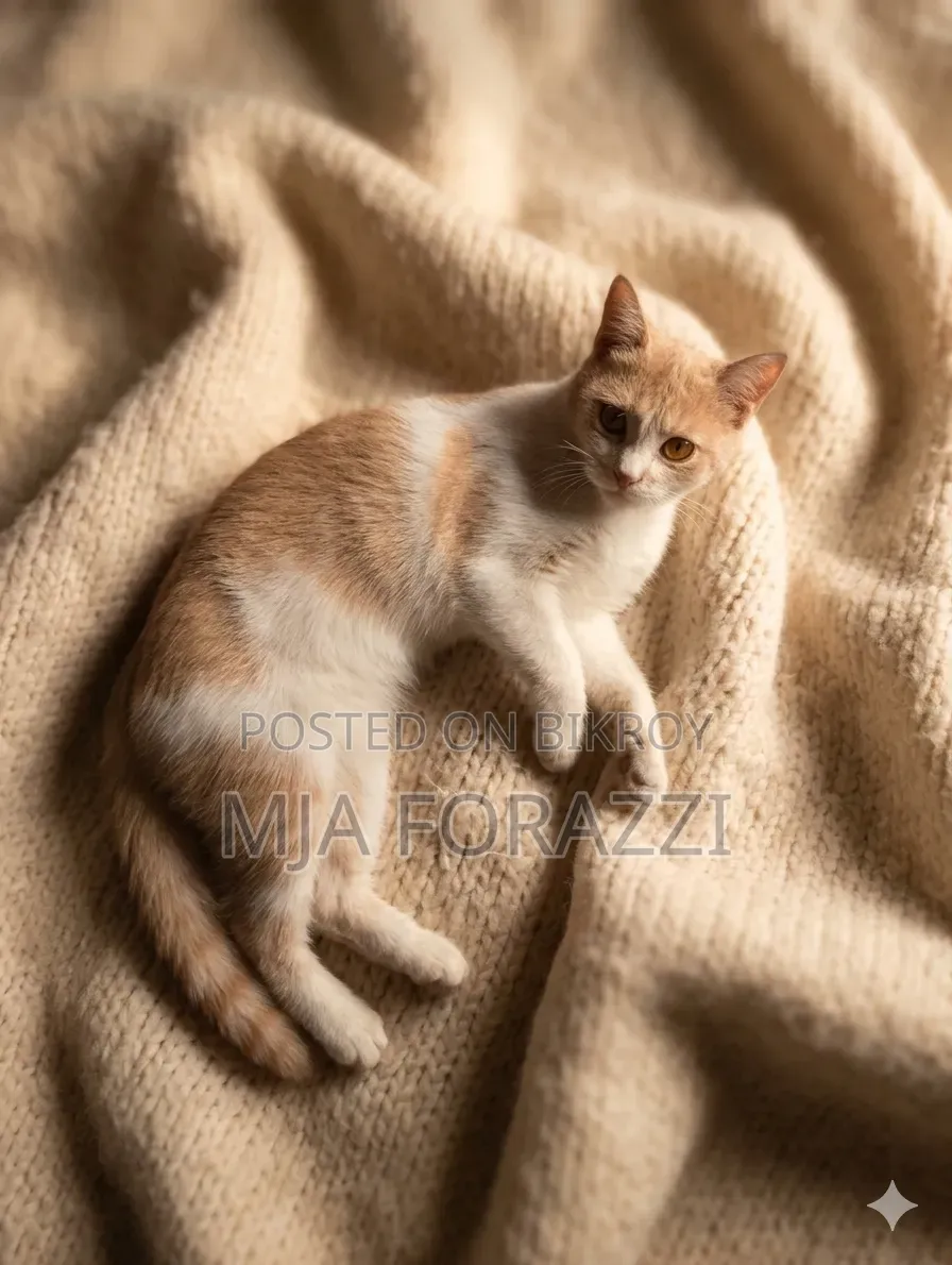 1+ Year Female Mixed Breed Persian Cat