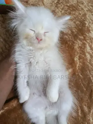 ১-৩ মাসের মেল পিউরব্রেড পার্সিয়ান