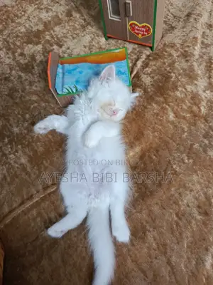 ১-৩ মাসের মেল পিউরব্রেড পার্সিয়ান