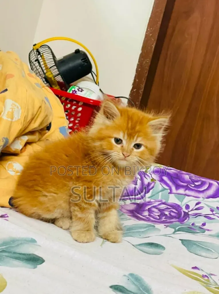1-3 Months Male Purebred Cat