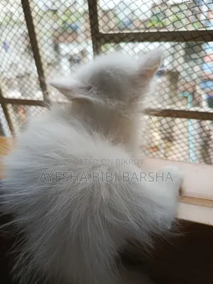 1-3 Months Male Purebred Persian