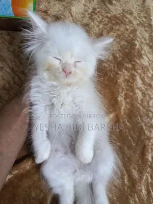 1-3 Months Male Purebred Persian