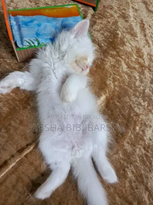 1-3 Months Male Purebred Persian