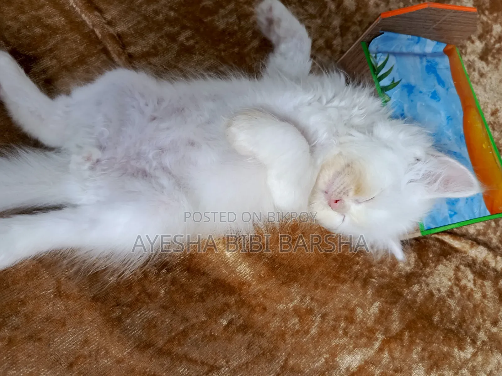 1-3 Months Male Purebred Persian