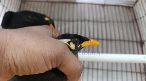 ময়না ছানা (রাঙ্গামাটি)