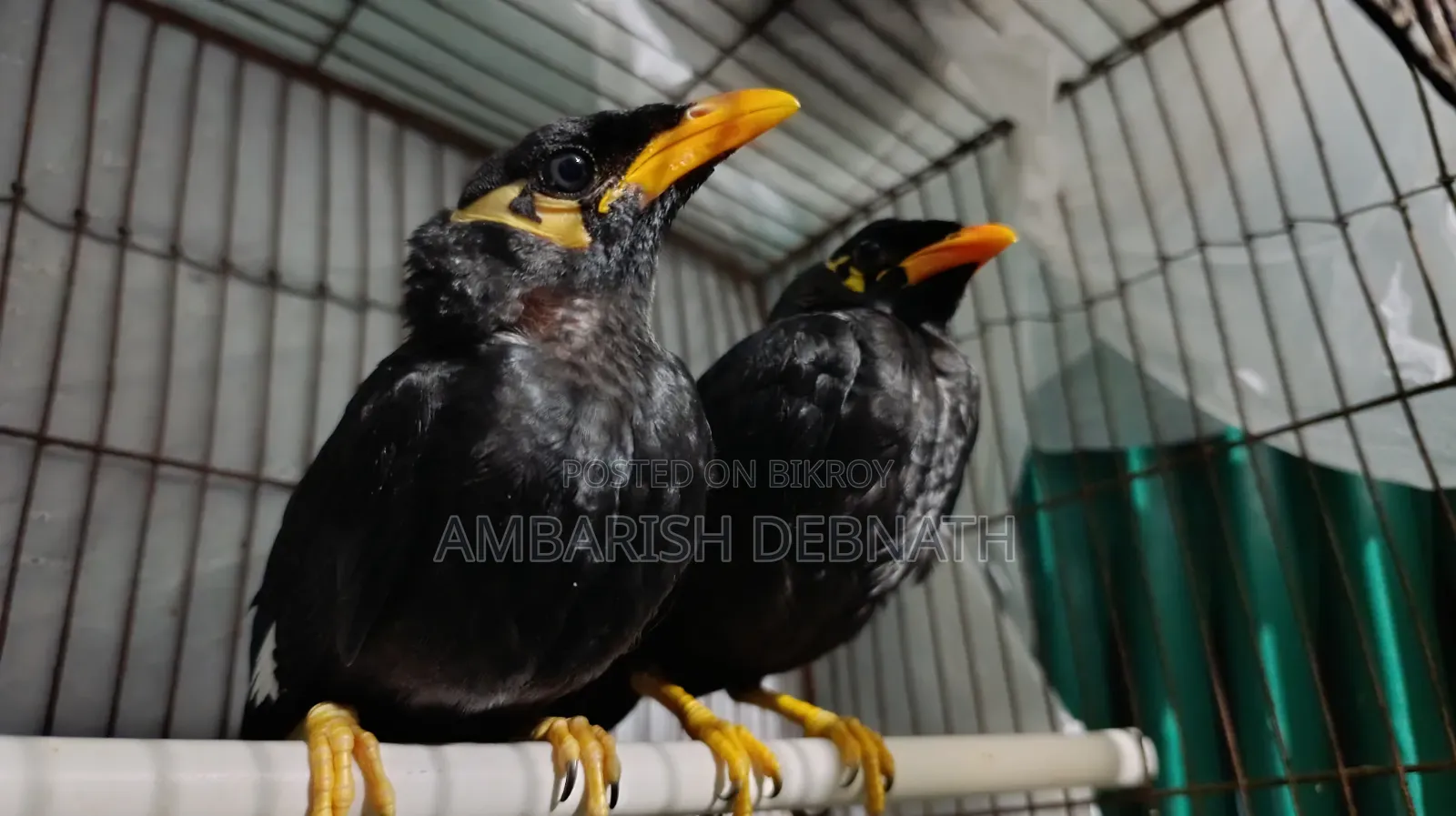 ময়না ছানা (রাঙ্গামাটি)